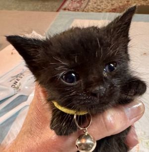 Gunner, Baby Male Domestic Short Hair