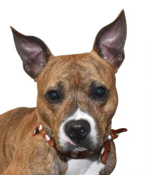 Teddy, Young Male Boxer