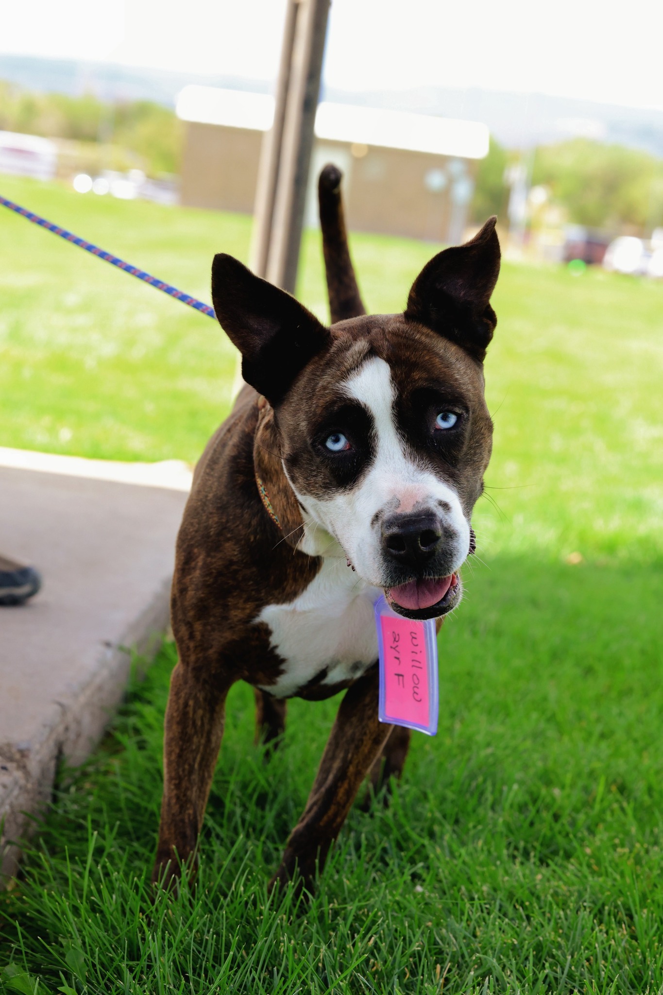 Willow, an adoptable Pit Bull Terrier, Cattle Dog in Grand Junction, CO, 81503 | Photo Image 1