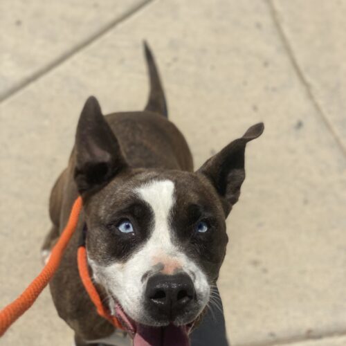 Willow, an adoptable Pit Bull Terrier, Cattle Dog in Grand Junction, CO, 81503 | Photo Image 3