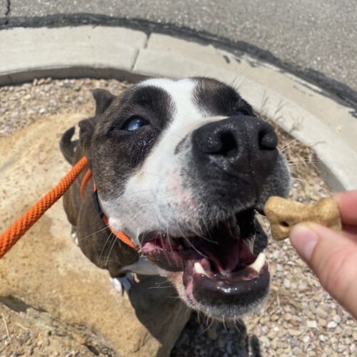 Willow, an adoptable Pit Bull Terrier, Cattle Dog in Grand Junction, CO, 81503 | Photo Image 4