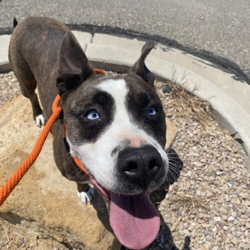 Willow, an adoptable Pit Bull Terrier, Cattle Dog in Grand Junction, CO, 81503 | Photo Image 5