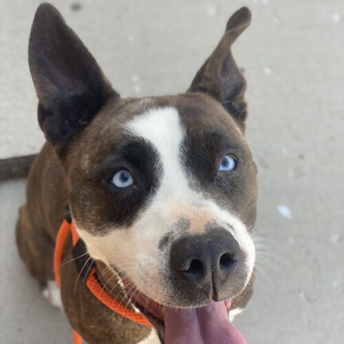 Willow, an adoptable Pit Bull Terrier, Cattle Dog in Grand Junction, CO, 81503 | Photo Image 6