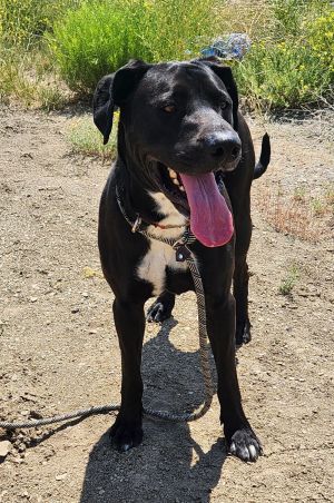 Jasper, Young Male Labrador Retriever