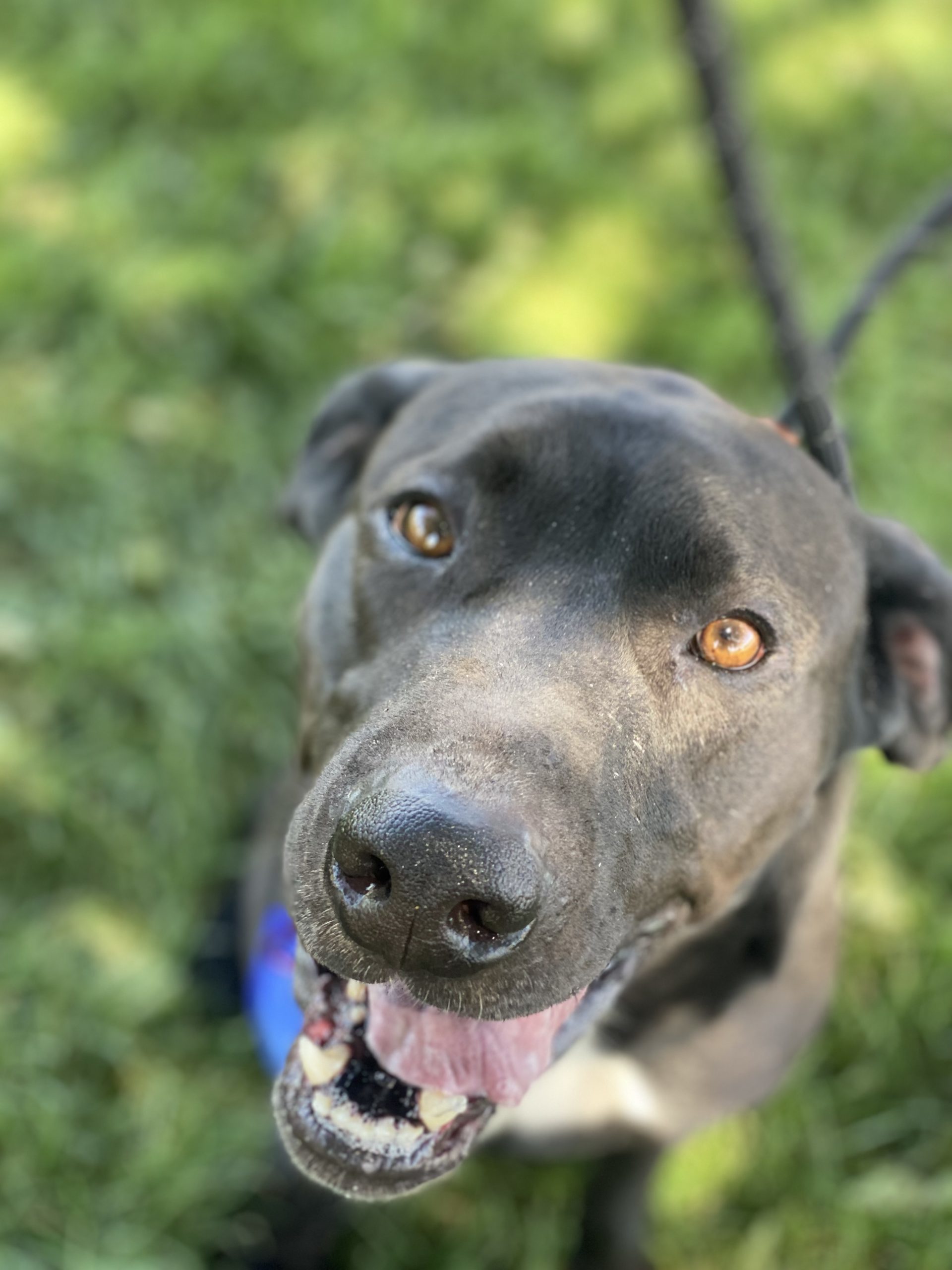 Jasper, an adoptable Labrador Retriever, Mixed Breed in Grand Junction, CO, 81503 | Photo Image 1