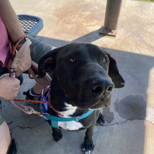 Jasper, an adoptable Labrador Retriever, Mixed Breed in Grand Junction, CO, 81503 | Photo Image 2
