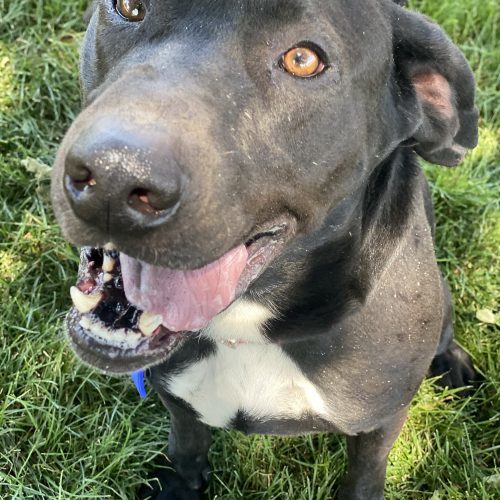 Jasper, an adoptable Labrador Retriever, Mixed Breed in Grand Junction, CO, 81503 | Photo Image 3