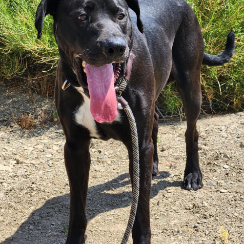 Jasper, an adoptable Labrador Retriever, Mixed Breed in Grand Junction, CO, 81503 | Photo Image 4