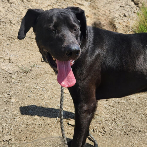 Jasper, an adoptable Labrador Retriever, Mixed Breed in Grand Junction, CO, 81503 | Photo Image 5
