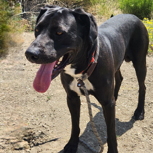 Jasper, an adoptable Labrador Retriever, Mixed Breed in Grand Junction, CO, 81503 | Photo Image 6