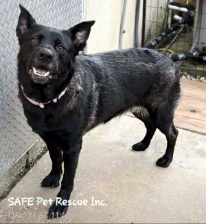 Athena, Adult Female Flat-Coated Retriever