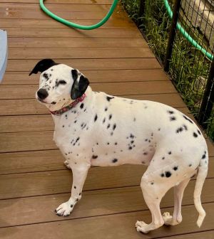 Pixie, Young Female Pointer