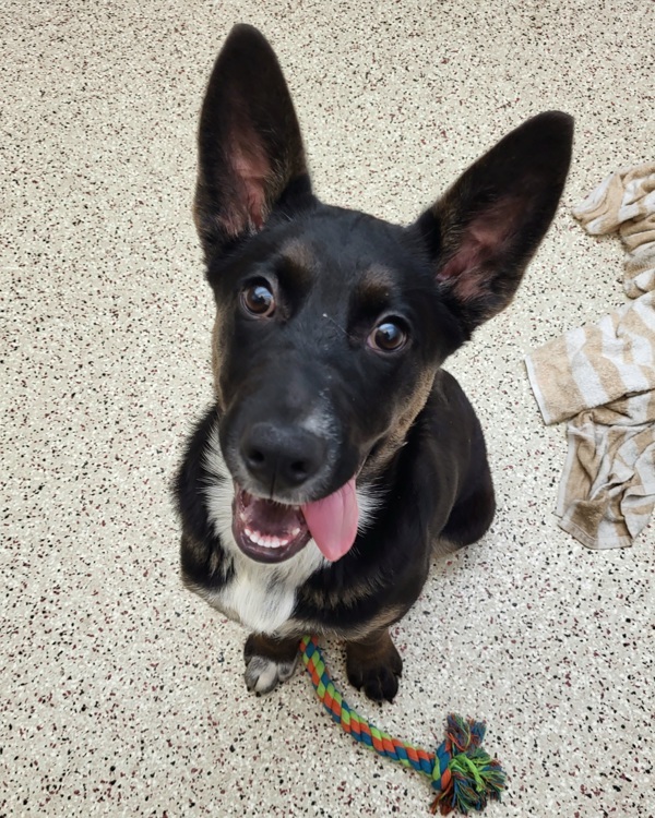 Dexter 43793, an adoptable Border Collie in Pocatello, ID, 83205 | Photo Image 1