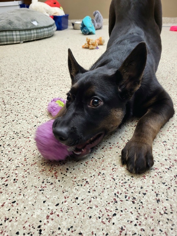 Dexter 43793, an adoptable Border Collie in Pocatello, ID, 83205 | Photo Image 2