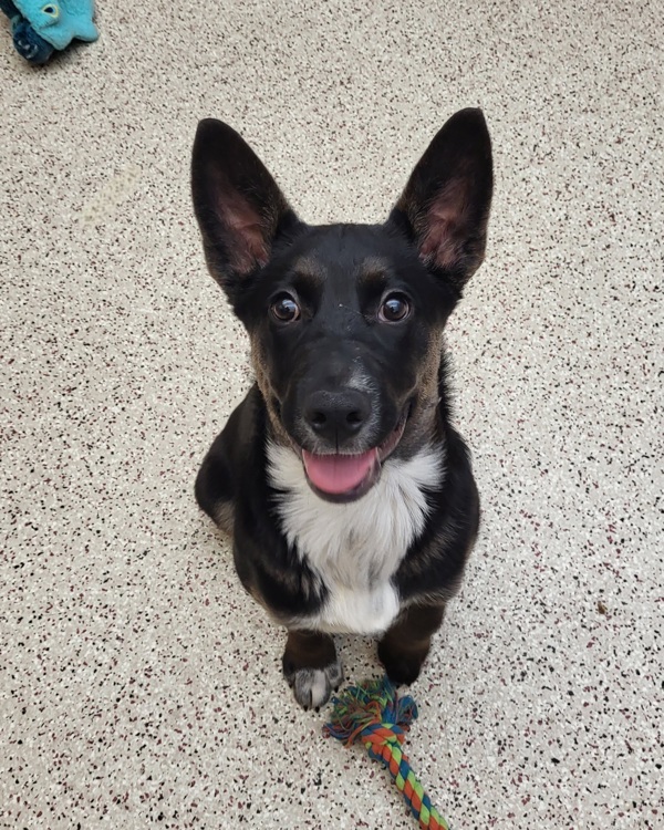 Dexter 43793, an adoptable Border Collie in Pocatello, ID, 83205 | Photo Image 3