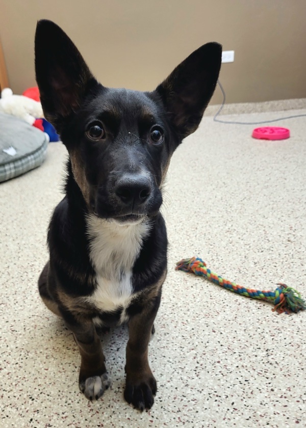 Dexter 43793, an adoptable Border Collie in Pocatello, ID, 83205 | Photo Image 4