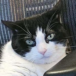 Puddy Domestic Short Hair Cat