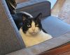 Puddy photo 5