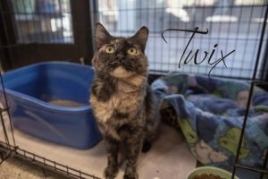 Twix, Adult Female Domestic Medium Hair