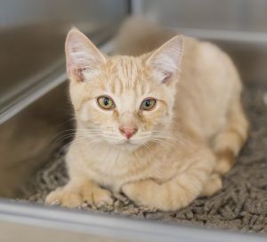Lemon, Baby Male Domestic Short Hair