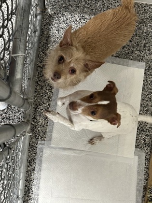 Mocha *Bonded with Allie*