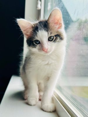 Mo Domestic Medium Hair Cat