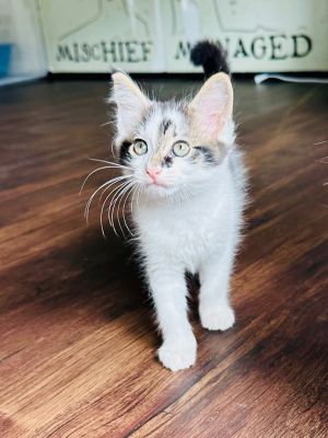 Curly is an 8 week old medium hair girl with lots of sass She for sure holds her own with
