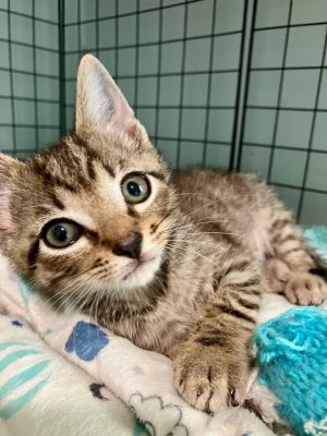 Haroun is a snuggly kitten who loves playtime almost as much as he loves having a lap to cuddle up