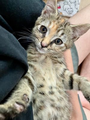 Lostelle is a sweet snuggly and sassy girl who cannot get enough attention She will be your const