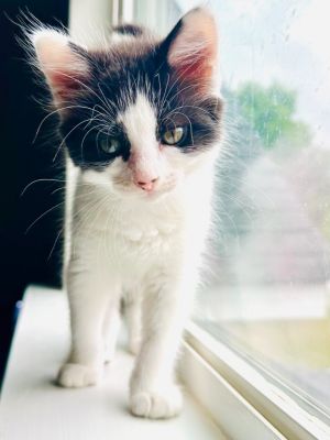 Larry is 8 weeks old and looks like he will be a medium hair he is such a gentle sweet
