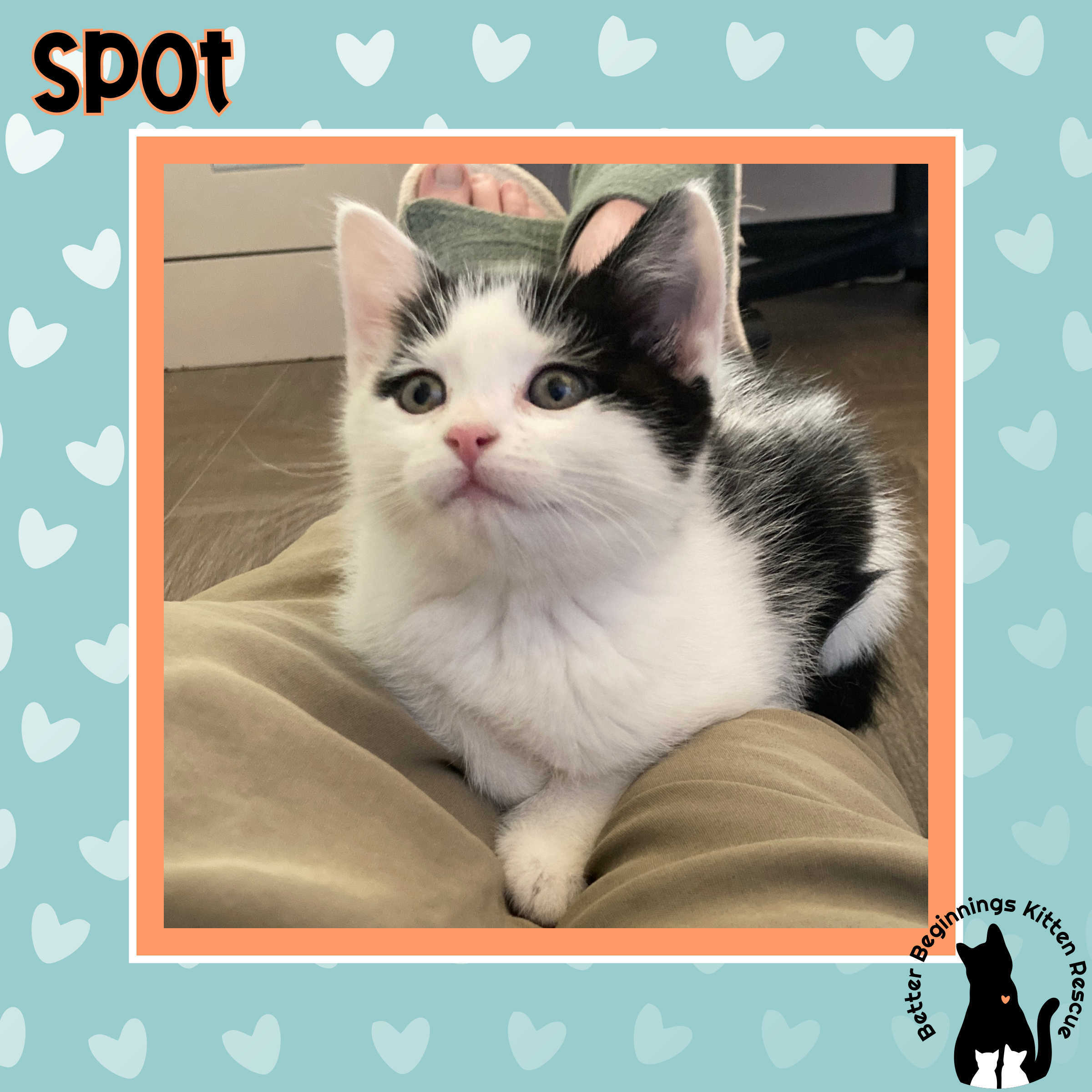Spot