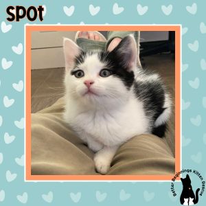 Spot, Baby Female Domestic Short Hair