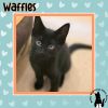 Waffles photo 1