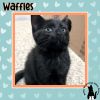 Waffles photo 2