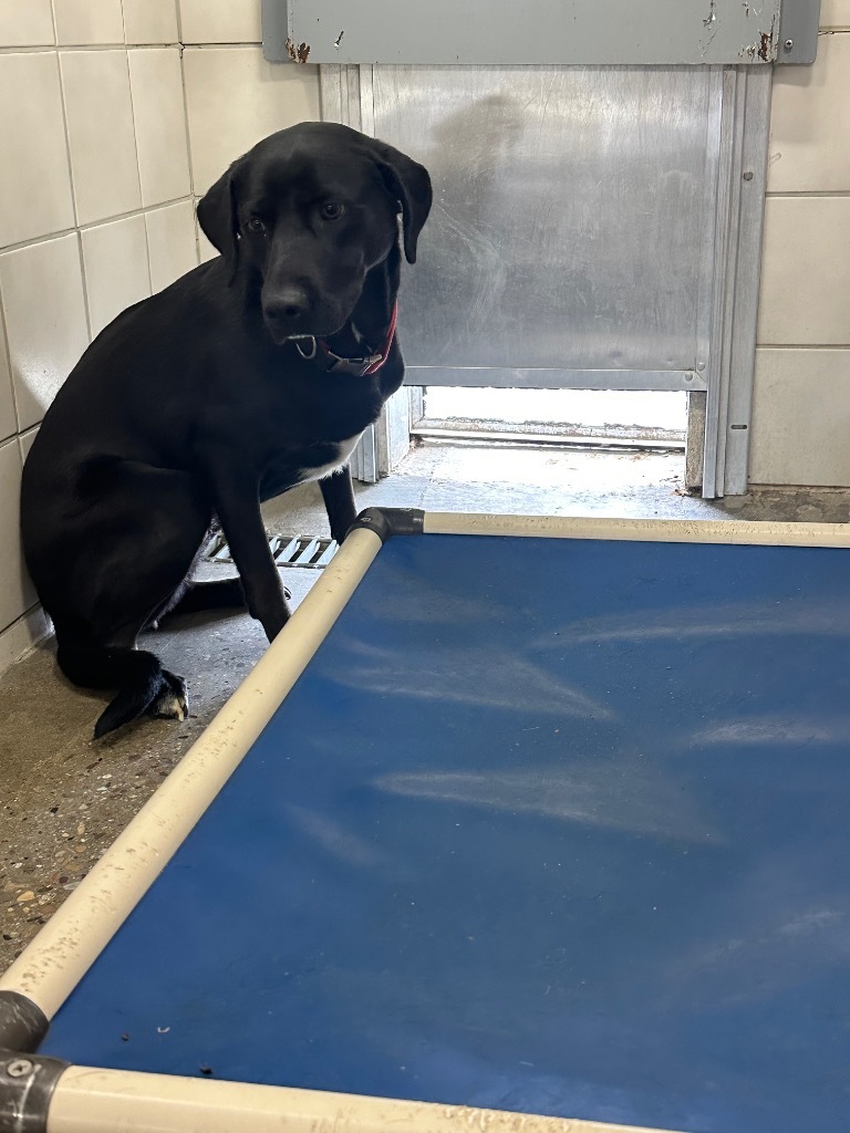 Liberty, an adoptable Labrador Retriever, Australian Kelpie in Rock Springs, WY, 82901 | Photo Image 1