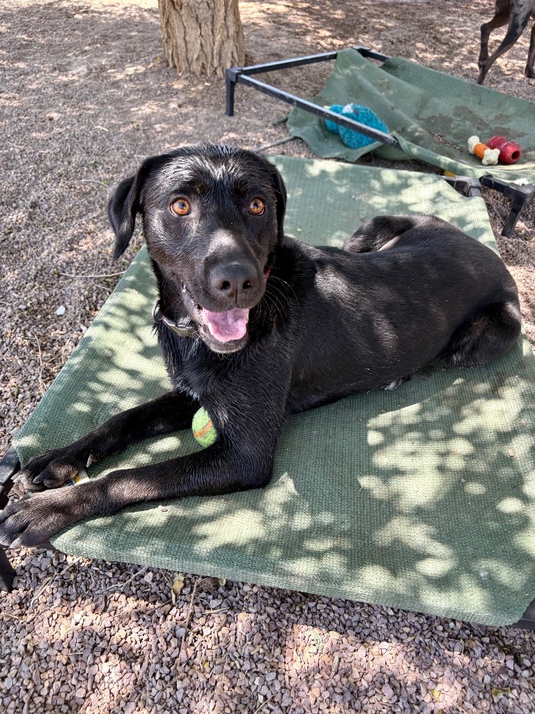 Liberty, an adoptable Labrador Retriever, Australian Kelpie in Rock Springs, WY, 82901 | Photo Image 1