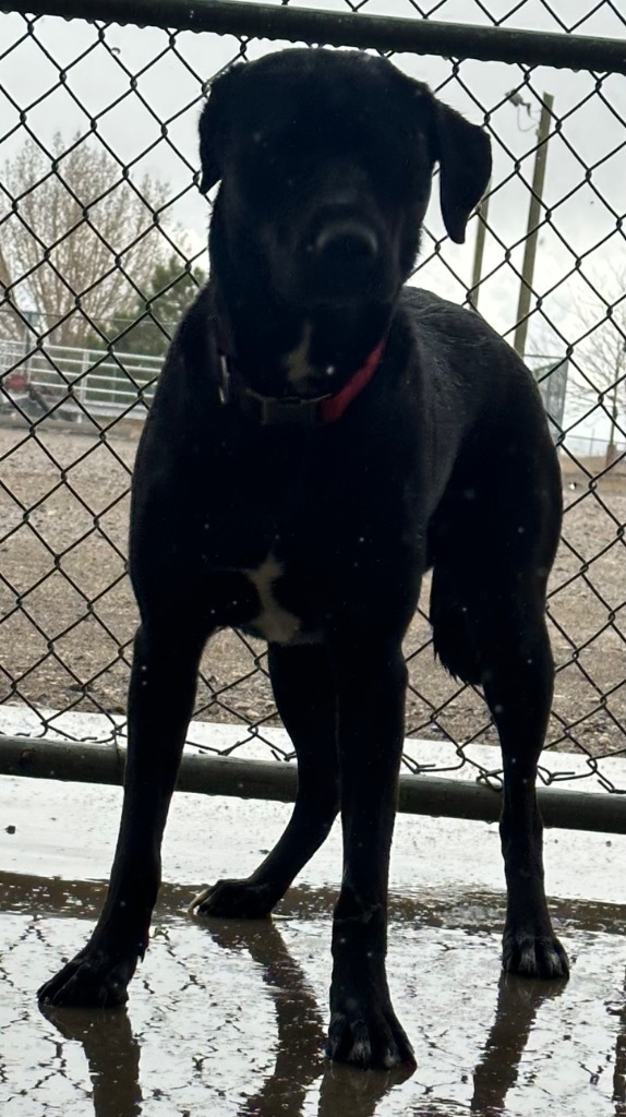 Liberty, an adoptable Labrador Retriever, Australian Kelpie in Rock Springs, WY, 82901 | Photo Image 2