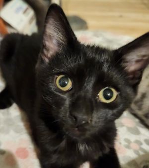 Thumper, Baby Male Domestic Short Hair