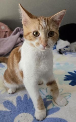 Teddy, Baby Male unknown