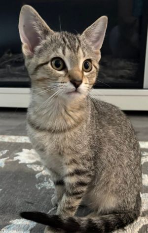 Muffin, Baby Female unknown