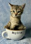 Muffin photo 5
