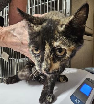 Cookie (Daisy Duke) (Inyo K10), Young Female Domestic Short Hair