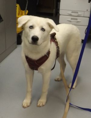 Primary Color White Secondary Color White Weight 515lbs Age 0yrs 10mths 0wks
