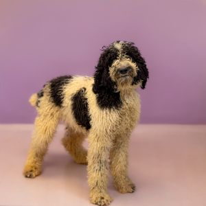 Primary Color White Secondary Color Black Weight 37lbs Age 1yrs 0mths 1wks Animal has been Neute