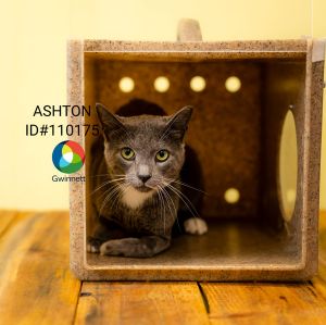 Sf 7d Ashton Domestic Short Hair Cat