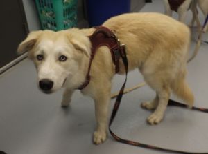 Primary Color White Weight 515lbs Age 0yrs 10mths 0wks