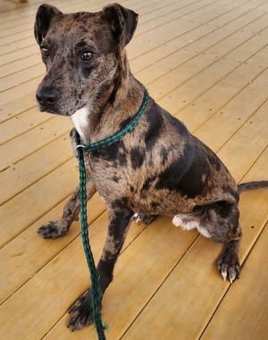 Flek / AC 26293 A / AC 26715, Young Male Catahoula Leopard Dog