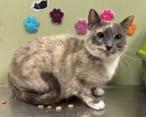 Sitara is a 6-year-old spayed female cat from the NYCACC Sitara unfortunately had a very hard time 