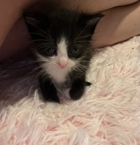 Papaya