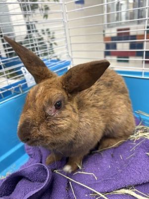 Innisfree, Young Female American Sable